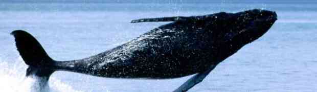 MCQ Reading - Humpback Whales