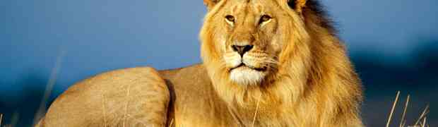 The Maasai and the Lions